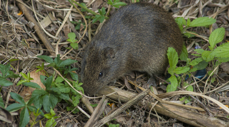 Small Grey Pine Vole Ground Near Plants Growing