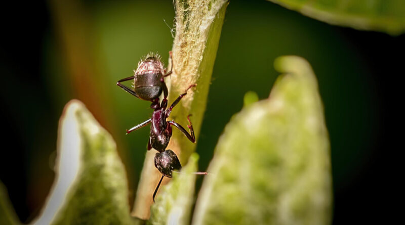 Selective focus shot ant climbing down plant