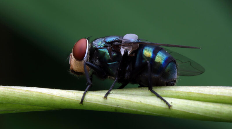 Green Bottle Fly Branch