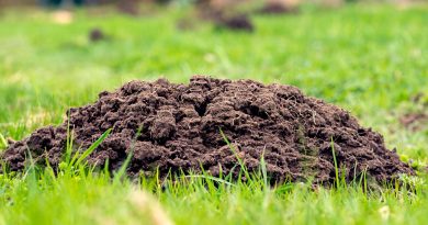 piles-earth-lawn-dug-by-moles-fight-against-moles-spoiled-lawn