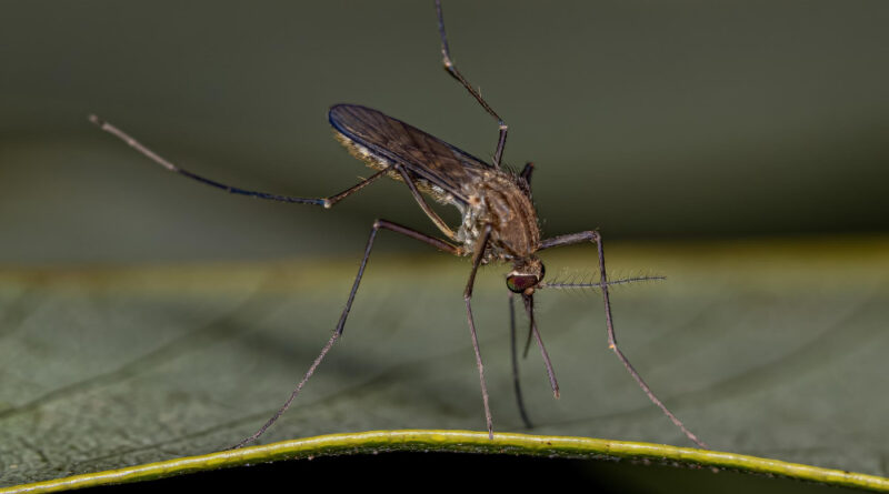 Adult female culicine mosquito insect genus culex