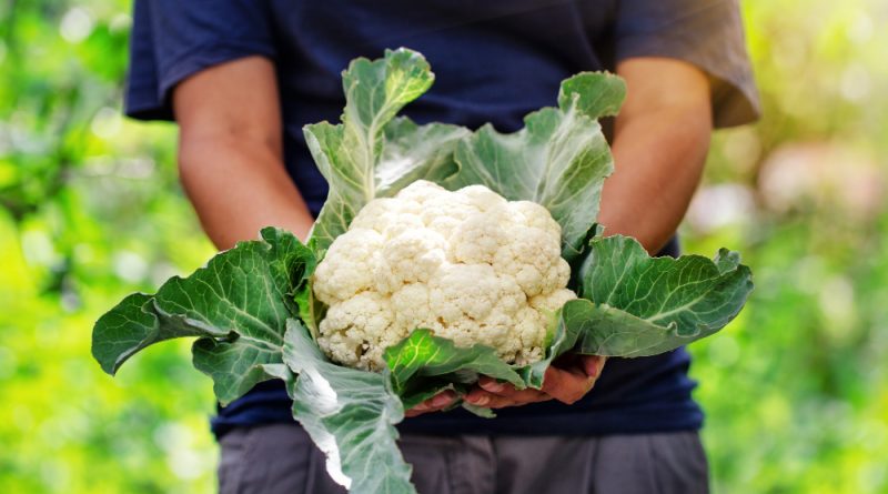Cauliflower Harvest Hands Woman