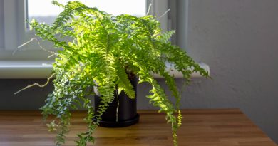 green-fern-black-pot-stands-wooden-table-near-window