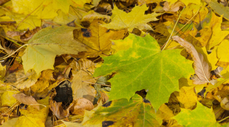Beautiful autumn garden blooming perennials home garden house backyard scenic autumn flowerbed full autumn bloom