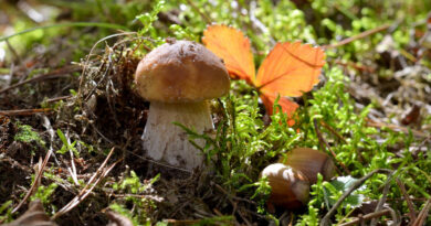Beautiful Image Boletus Mushroom Background Leaves Moss