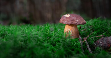 Bay Bolete