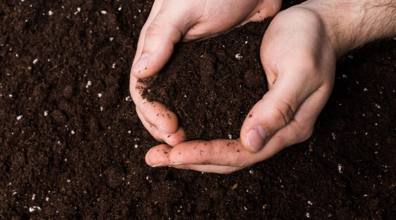 Handful rich brown soil