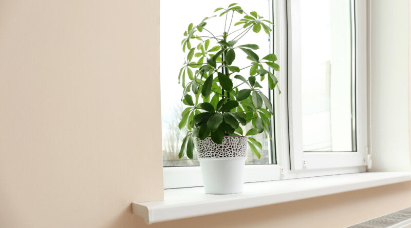 New Windowsill With Plant Home