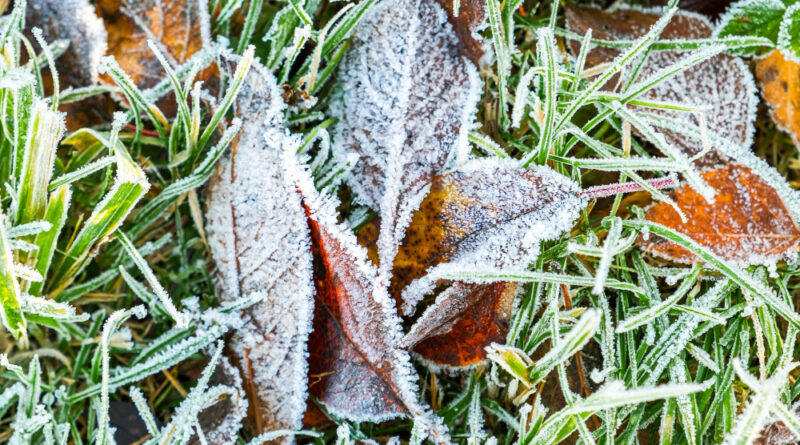 Frosty Leaves With Shiny Ice Frost Snowy Forest Park Fallen Leaves Covered Hoarfrost Snow