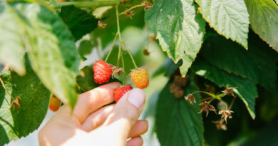 raspberries-branch-garden-woman-s-hand-tears-ripe-juicy-raspberries-branch-pink-berry-summer-harvest