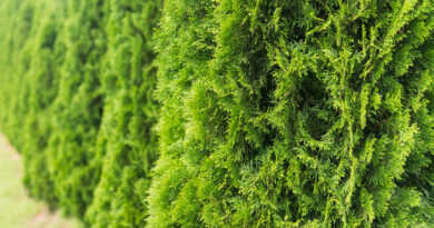 green-hedge-thuja-trees-green-hedge-tui-tree-nature-background