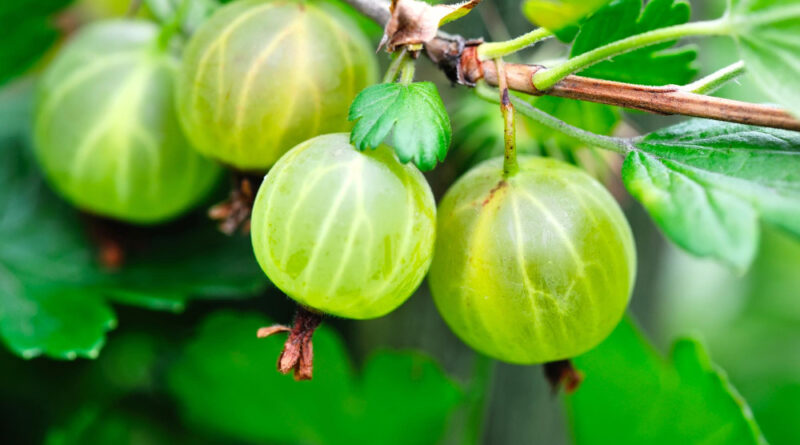 Grows Ripe Gooseberries Branch