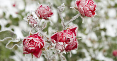 selective-focus-shot-red-roses-with-frost