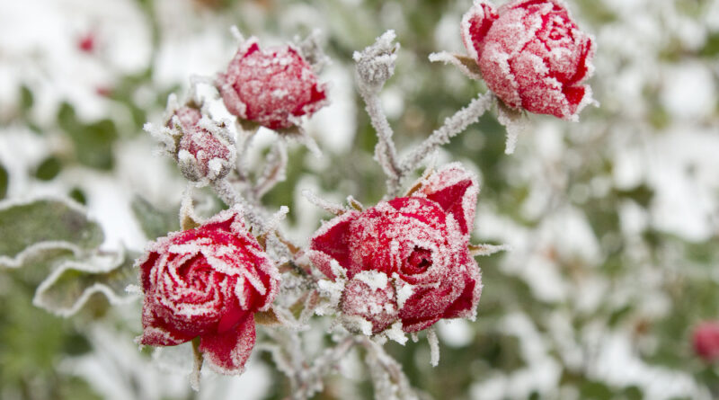 Selective Focus Shot Red Roses With Frost