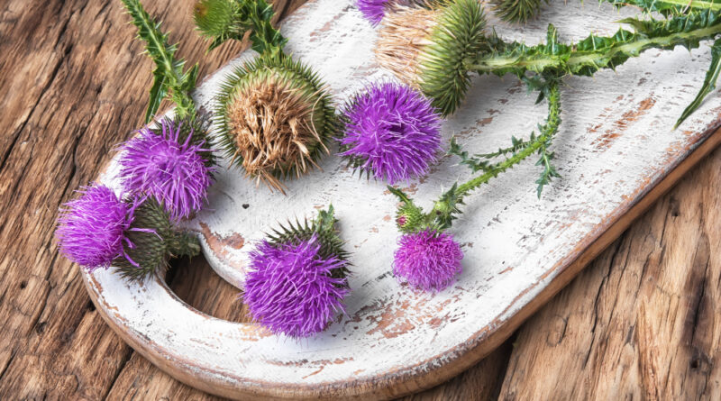 Milk thistle flower