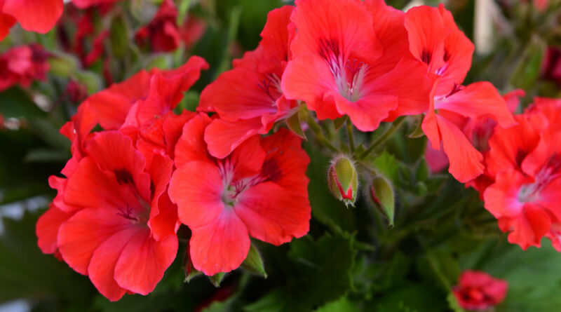 Colorful Red Beautiful Pelargonium Bright Flowers Closeup