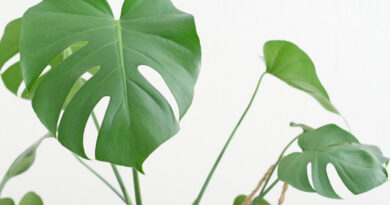 Close Up Shot Monstera Leaves Modern Hipster Home Decor With Trendy Plants Green Home Swiss Cheese Plant