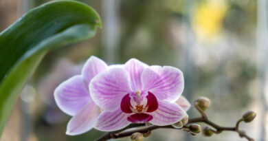 Orchid Potted Plant Blooming Window Sill Closeup View