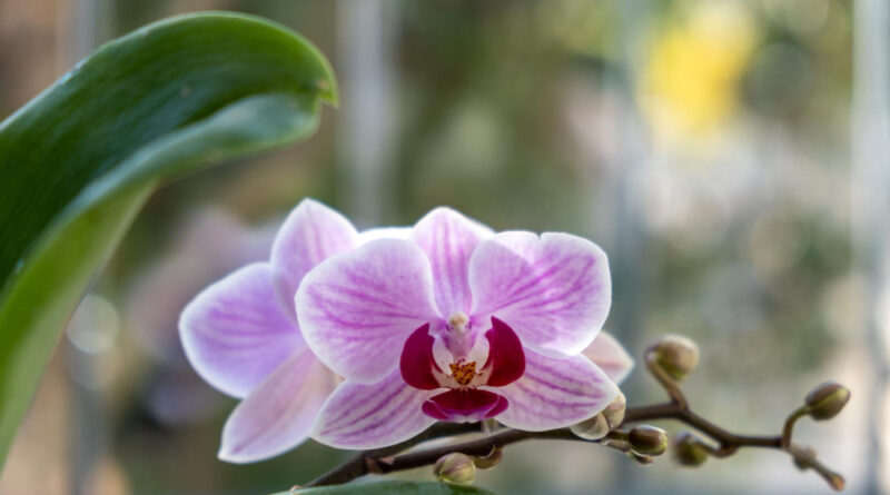 Orchid potted plant blooming window sill closeup view