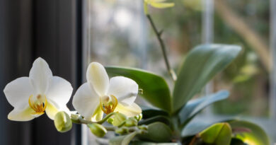 Orchid Potted Plant Blooming Window Sill Closeup View