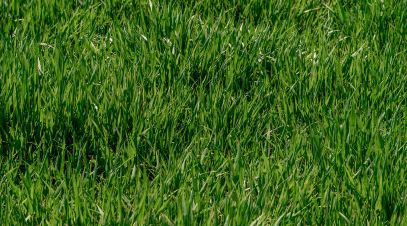 Background Beautiful Green Grass Pattern