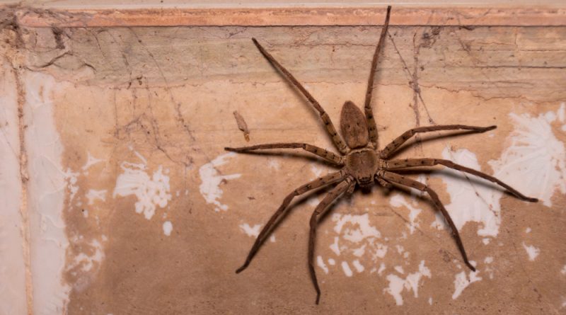 huge-brown-spider-perched-old-wall