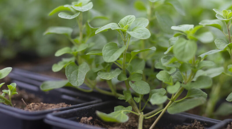 Marjoram Origanum Majorana Pot Marjoram Sweet Marjoram Knotted Marjoram