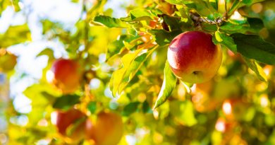 apples-grow-tree-garden-selective-focus