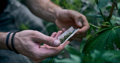 man-rolling-marijuana-joint-near-cannabis-plant