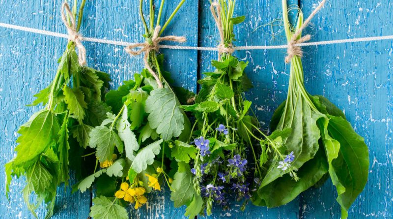 herbs-are-dried-clothesline