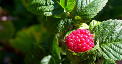 raspberries-branch-ripe-raspberries-garden-close-up-raspberry-plant