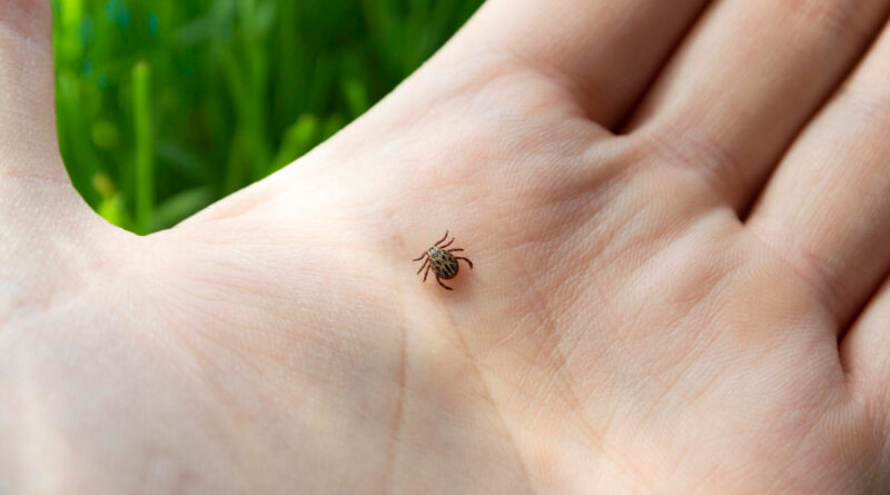 Dangerous Biting Tick Human Hand Is Carrier Infections Viruses Parasitic Mite