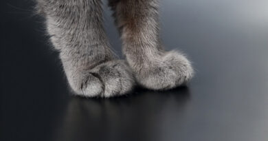 Paw Gray Cat Closeup Dark