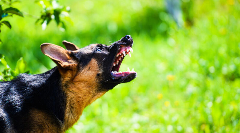Angry Dog Attacks Dog Looks Aggressive Dangerous German Shepherd