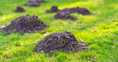 lawn-garden-with-mole-hills-high-quality-photo