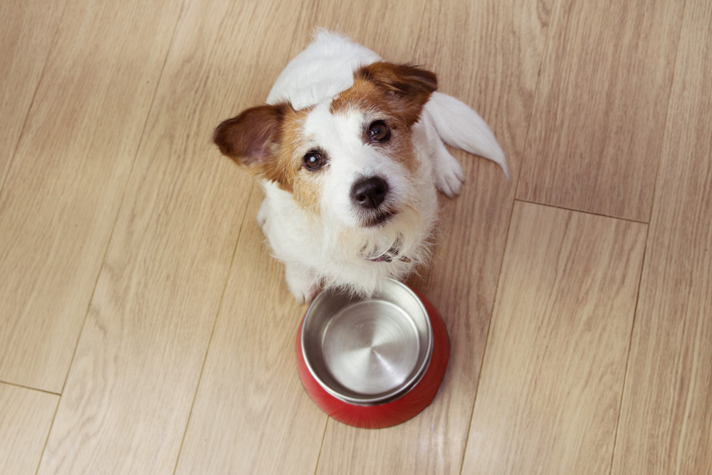 hungry-dog-food-with-red-empty-bowl-high-angle-view