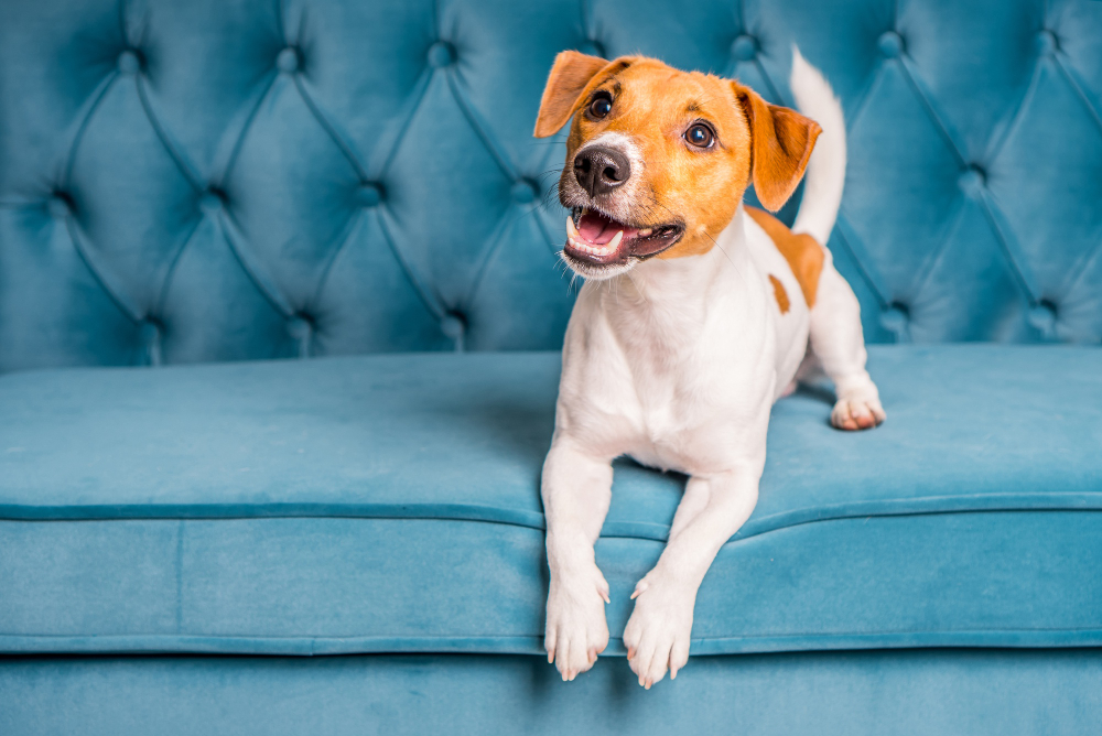 jack-russell-terrier-dog-lies-turquoise-velour-sofa