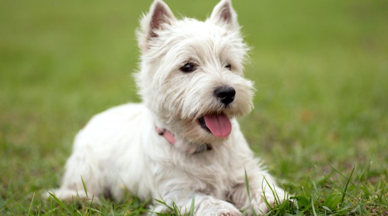 West Highland White Terrier Dog Grass